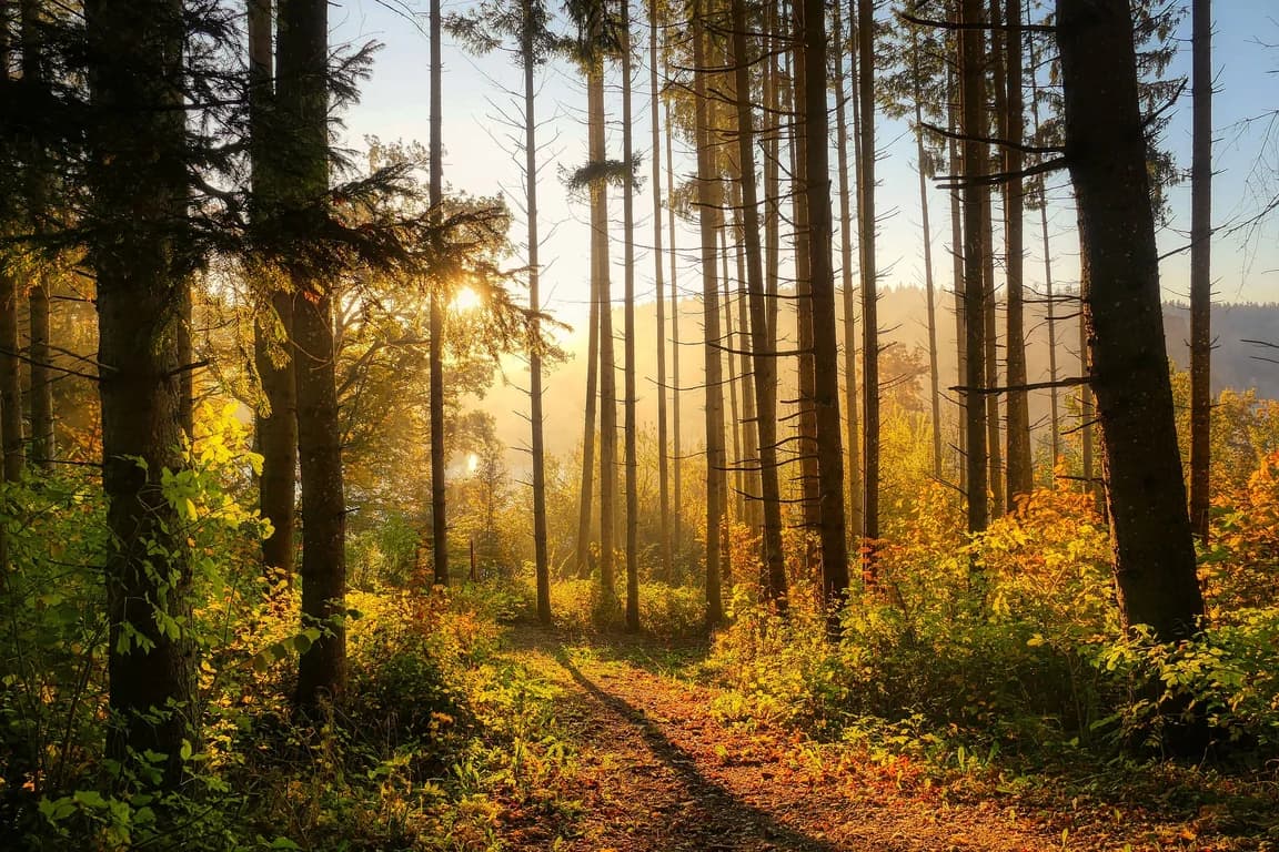 fietzfotos-forest-6765636_1920 (1).jpg