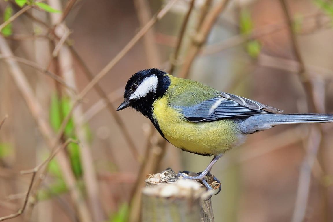 jggrz-great-tit-7948318_1920.jpg